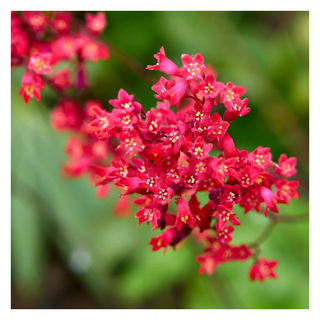 A close-up of a coral bells plant