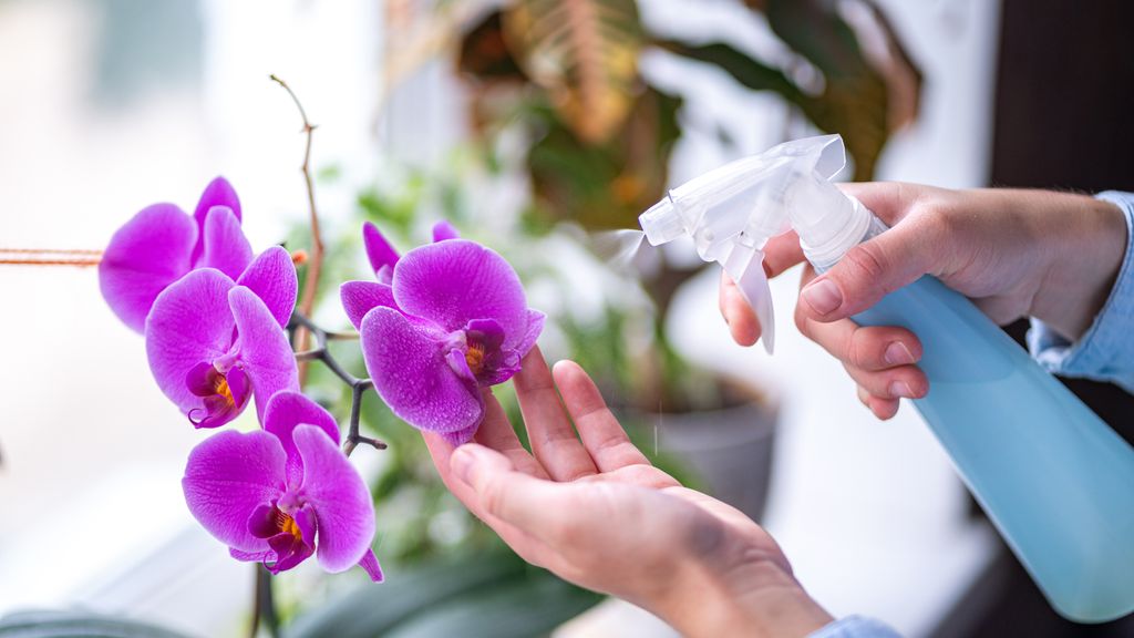 How to care for an orchid and make it thrive all year long Tom's Guide
