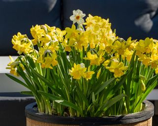 yellow daffodils in pot