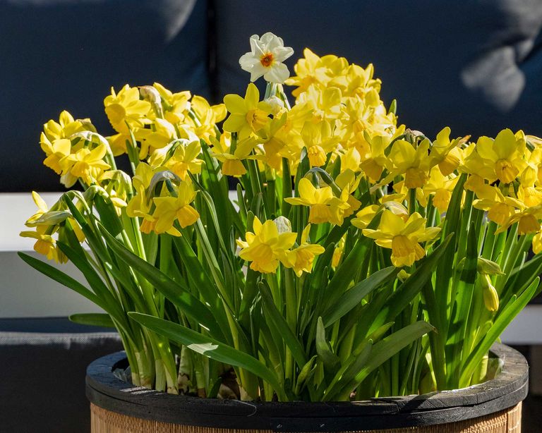 How and when to plant daffodil bulbs for spring flowers | Gardeningetc