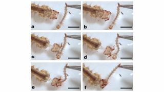 This first-ever glimpse of hunting larvae in action revealed details of how these tiny predators extend their heads to catch fast-moving prey.