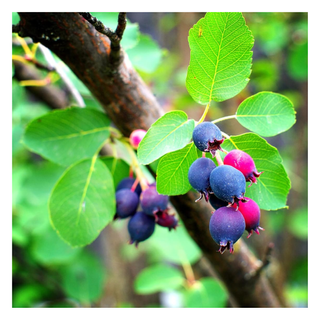 A close-up of a serviceberry plant