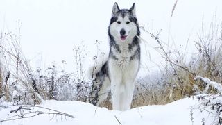 Alaskan Malamute dog saves injured hiker