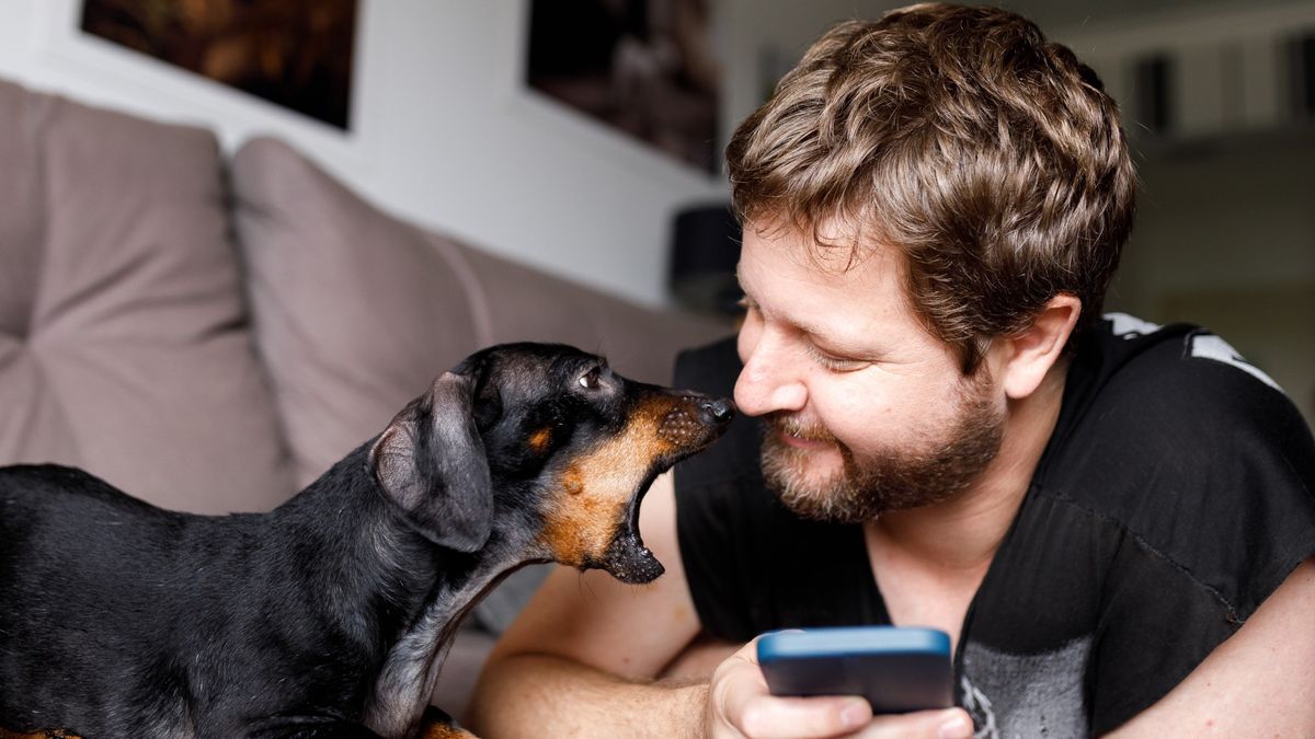 Dog barking at man using his phone