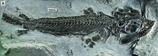 The oldest basal ichthyosauriform, Cartorhynchus lenticarpus, excavated from the Lower Triassic at Chaohu, Anhui Province, China