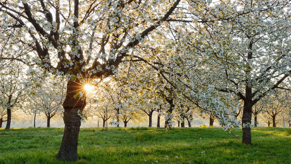 Why the Northern Hemisphere is about to have its earliest spring