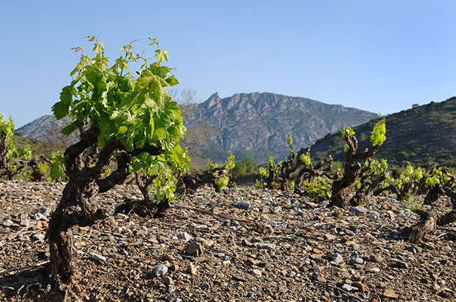 Domaine de Majas vines, Maury, Jefford