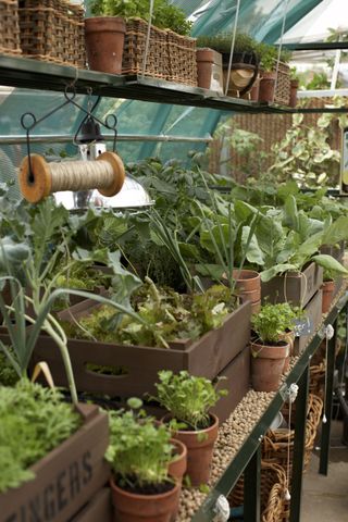 interior of greenhouse with shelving used to display plants