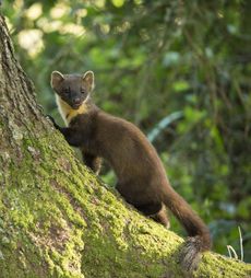 Wild pine martens predate grey squirrels, helping both plant life and — potentially — their smaller, native red cousins.