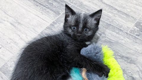 Fever coats in cats: What is it and should you be worried? PetsRadar