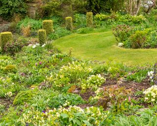 sloping bank planted with hellebores, daffodils and topiary box columns