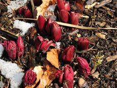 Snow Patches Around Peony Plants