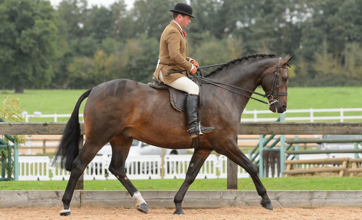 Training show hunter in a forward relaxed frame.