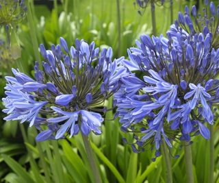 Agapanthus, purple African lily