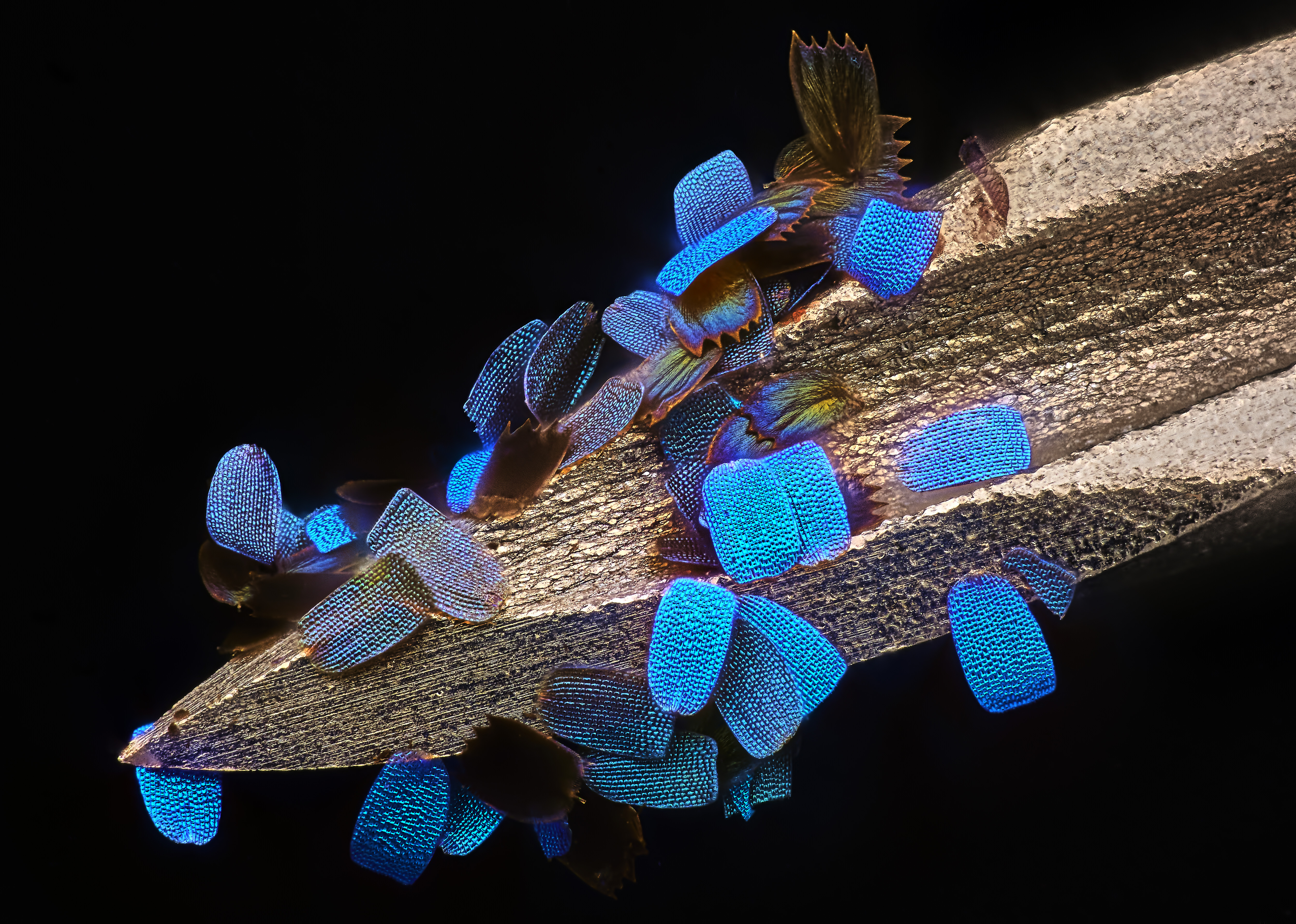 Escamas de asas de uma borboleta (Papilio ulysses) em uma agulha de seringa médica