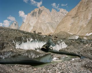 Donkeys trekking through landscape