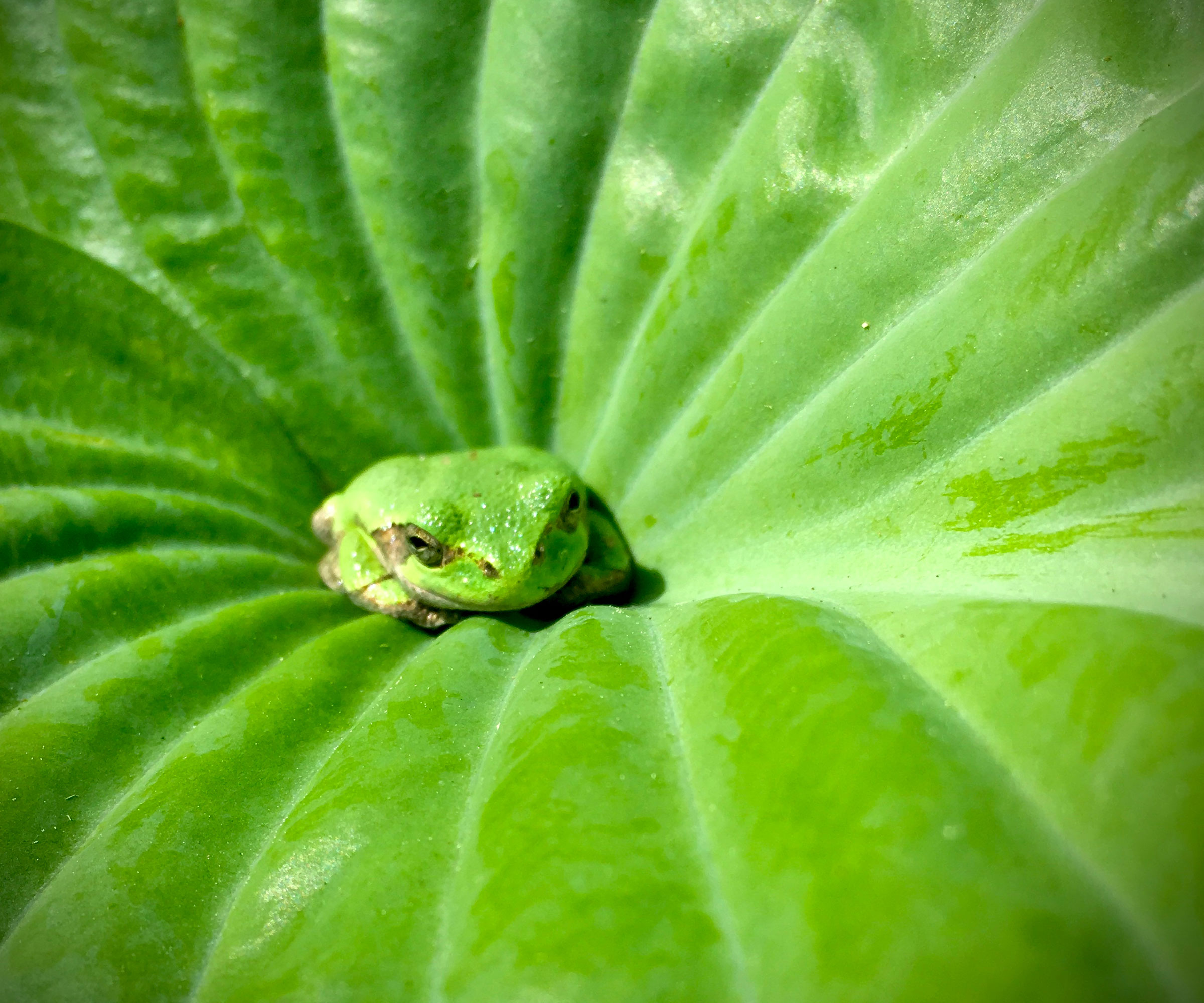 frog sat in giant hosta plant