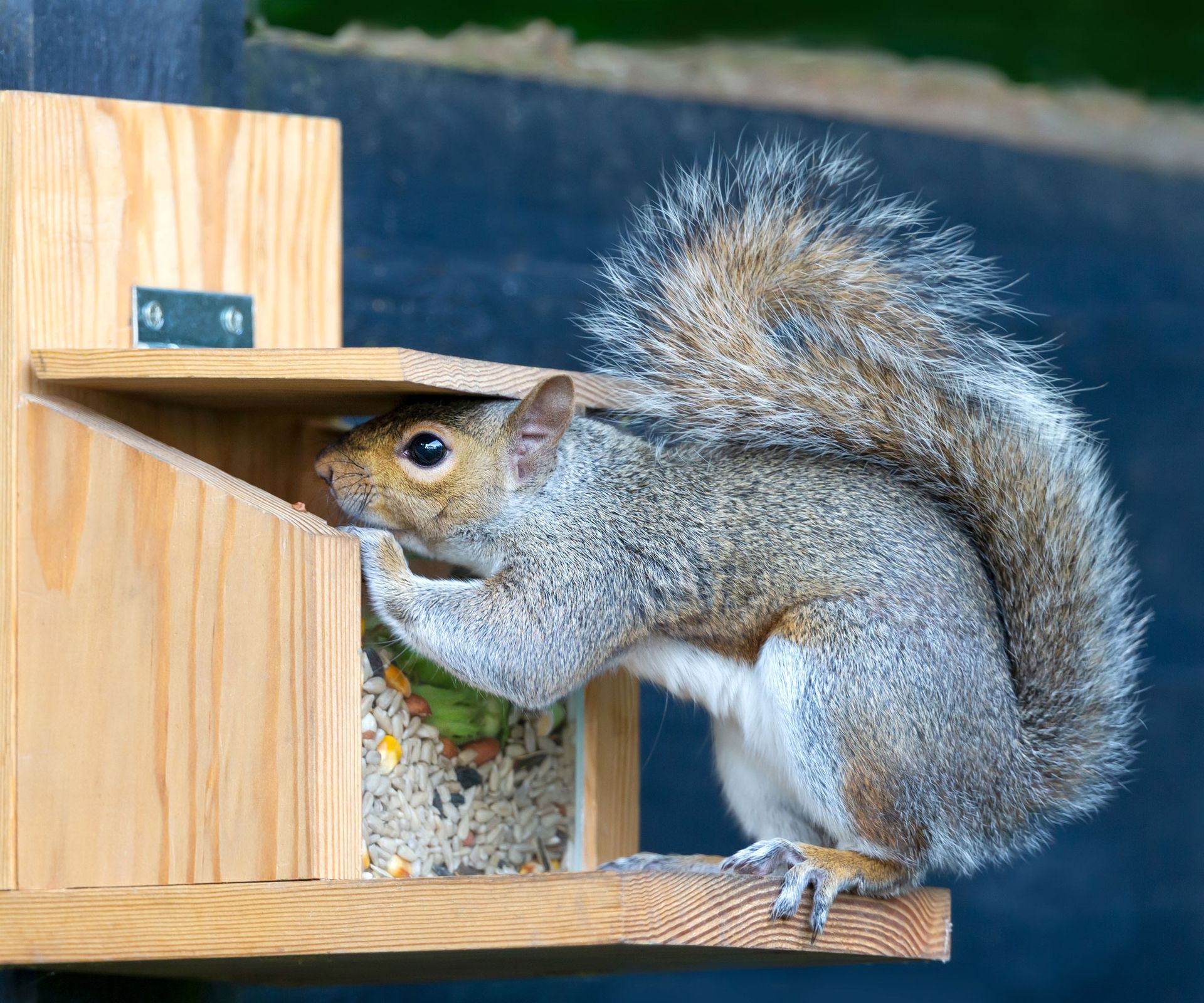 squirrel poking nose into bird feeder with raising lid