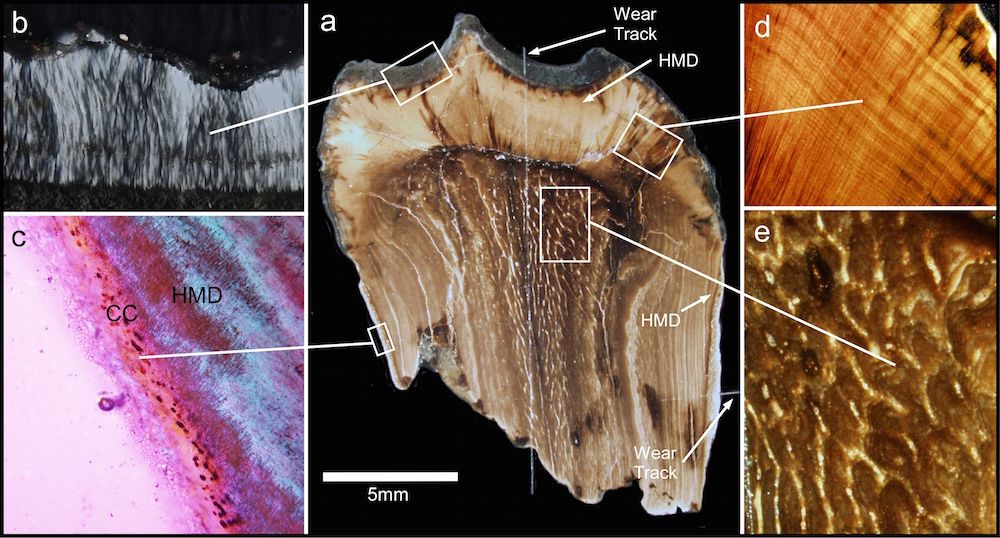 triceratops tooth cross section