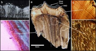 triceratops tooth cross section