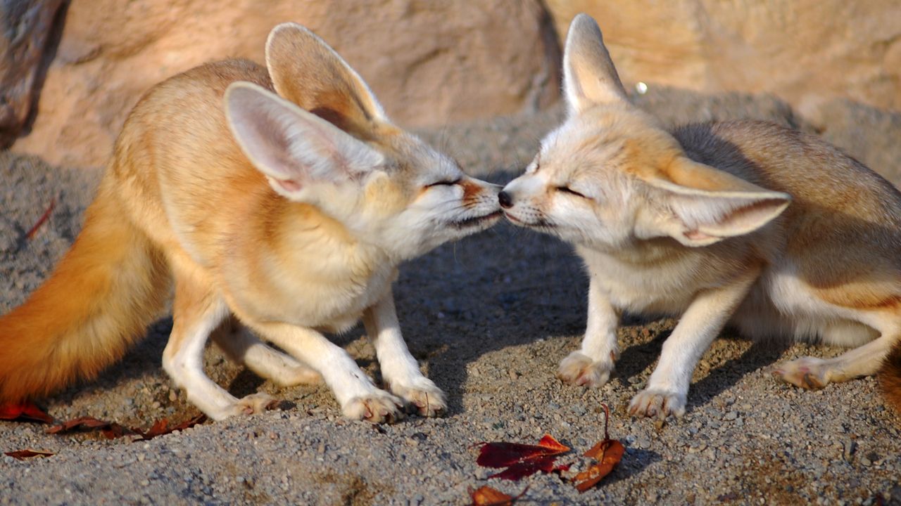 The smallest creature in the canid family, the fennec fox has the largest ear-to-body ratio in that group.