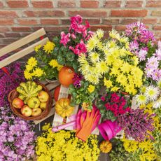 Colorful fall flower and pumpkin arrangement on terrace, with seat and orange gloves visible