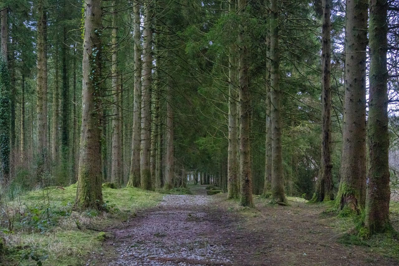A path weaving through trees in the forest