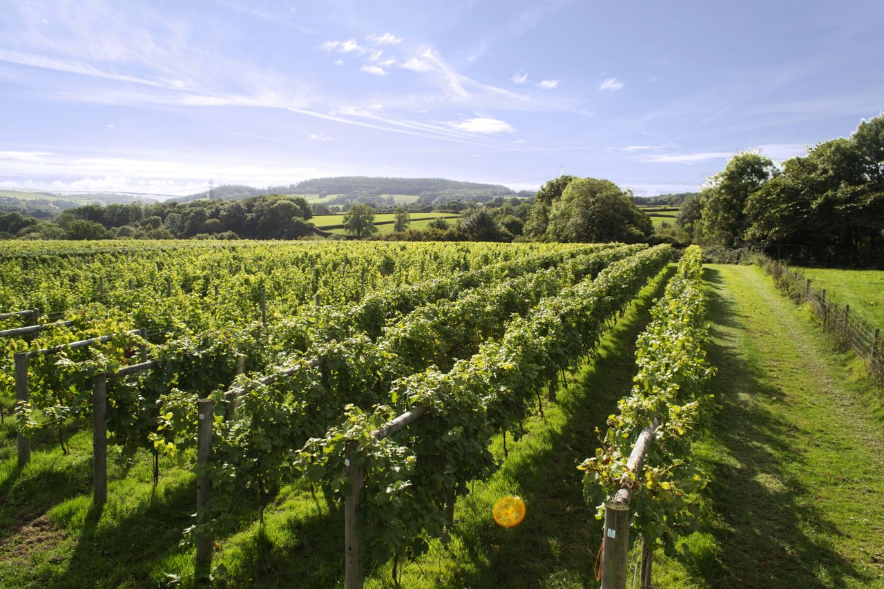 English sparkling wine vinyards — such as this one planted with Pinot Noir — are an increasingly common sight.