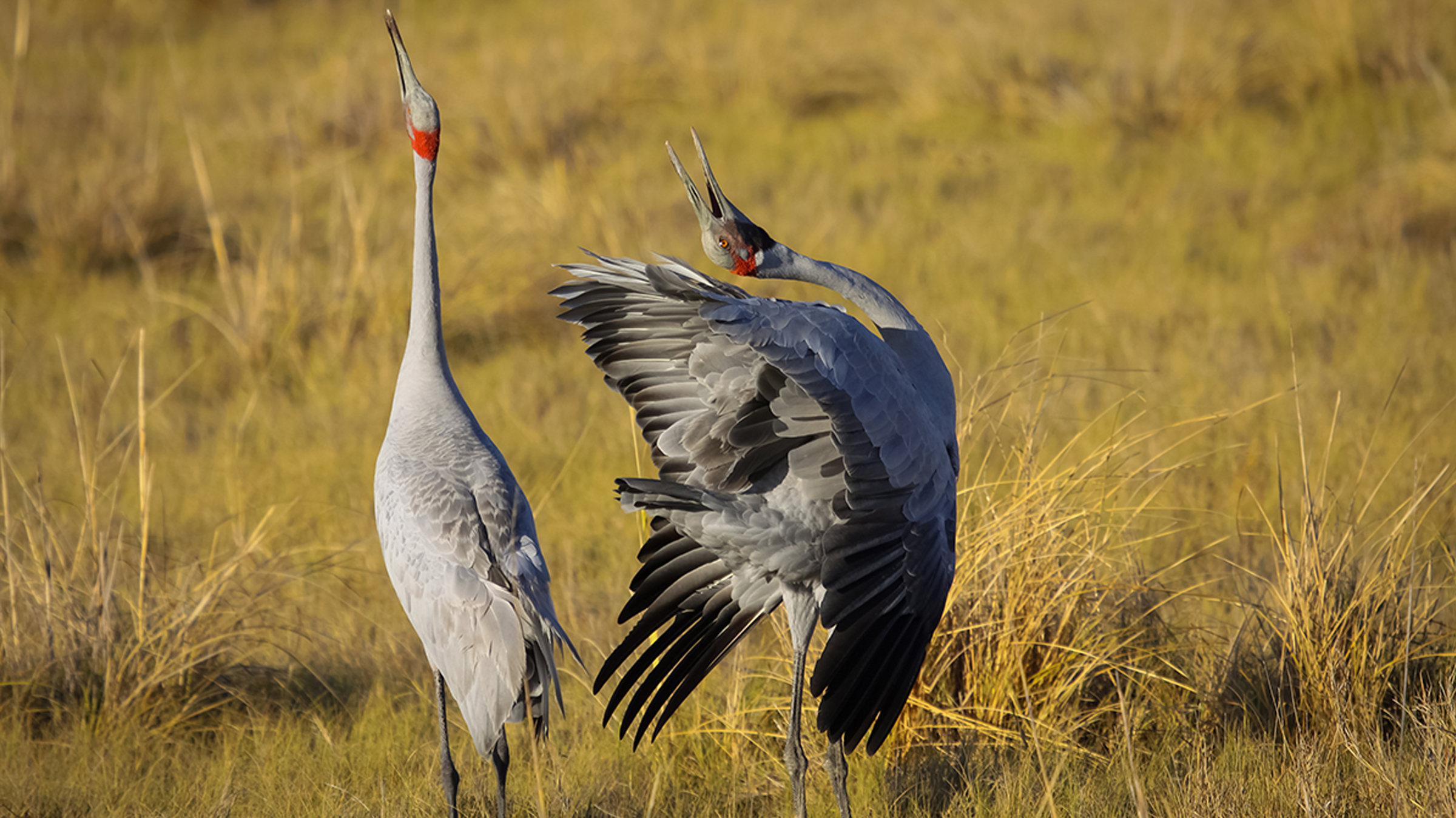 Strange love: 13 animals with truly weird courtship rituals | Live Science