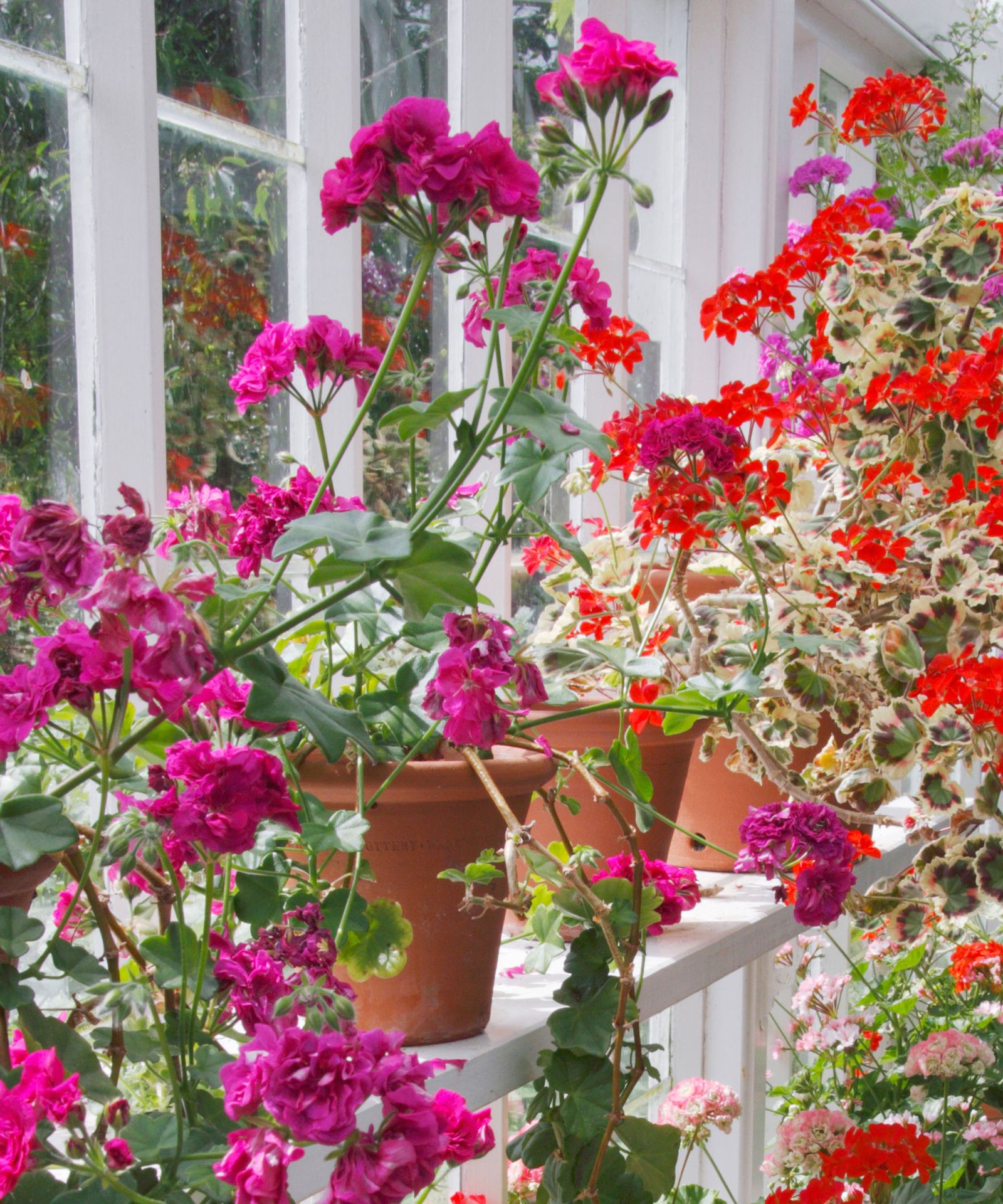 Indoor plants that flower all year round 10 expert suggestions Homes