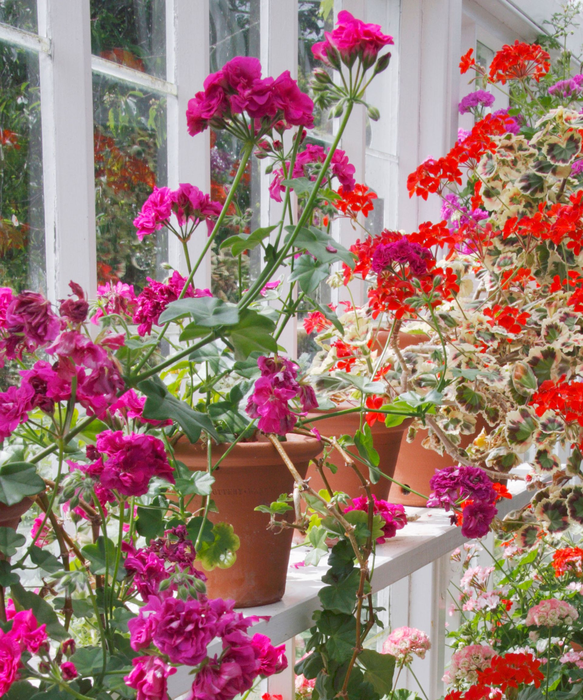 Indoor plants that flower all year round 10 expert suggestions Homes