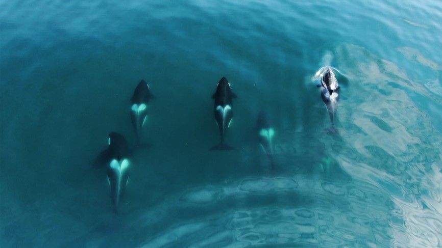 6 Animals Where Females Reign Supreme Live Science 6 Animals Where Females Reign Supreme Live Science
