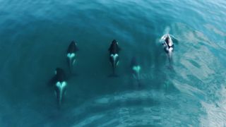 An aerial picture shows a pod of five orcas swimming alongside each other from above.