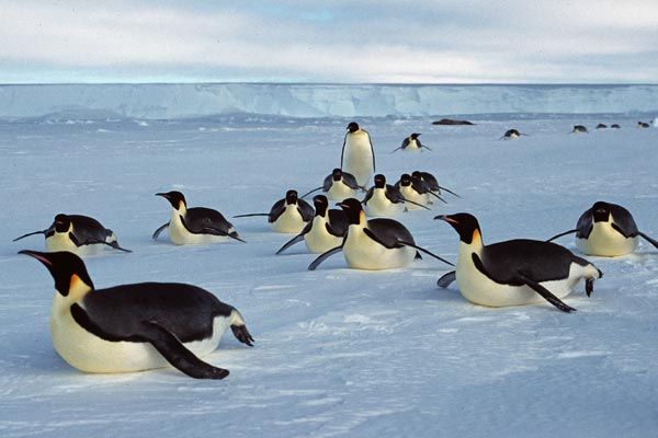 Emperor penguins DO NOT REPUBLISH THIS PHOTO