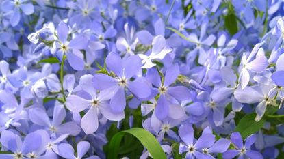 phlox wild sweet William flowering in garden border