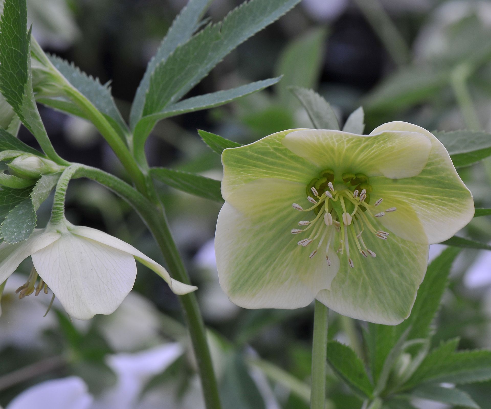 Hellebore varieties 10 stunning types to grow Homes & Gardens