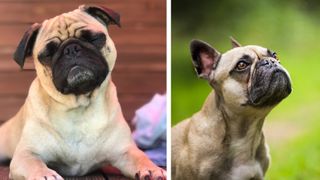 A french bulldog and a pug in splitscreen