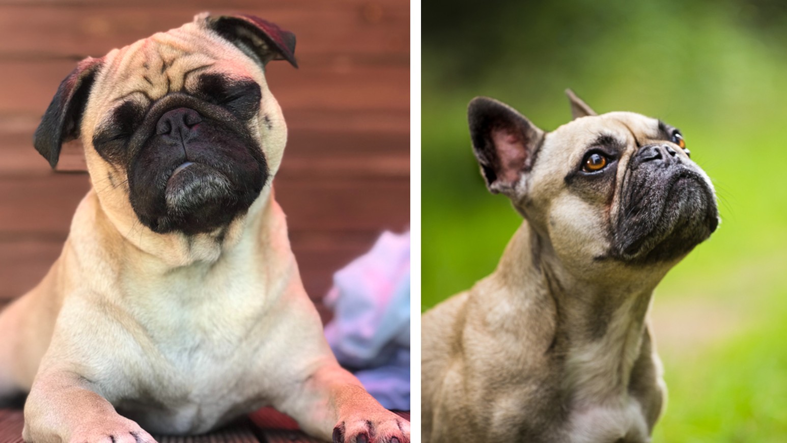 Difference between pug and hot sale bulldog