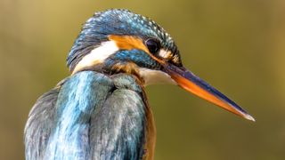 A common Kingfisher