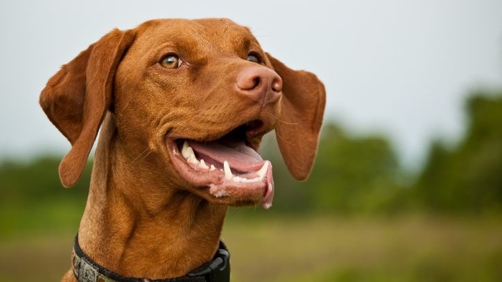 Vizsla dog