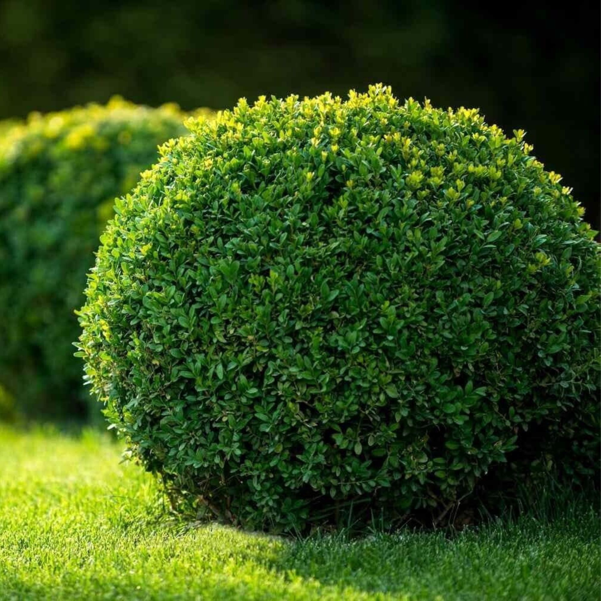 20 Seeds Common English Boxwood Tree | Buxus sempervirens Seeds Hardy Landscaping Shrub