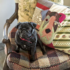 black dog on wooden chair with printed dog cushion