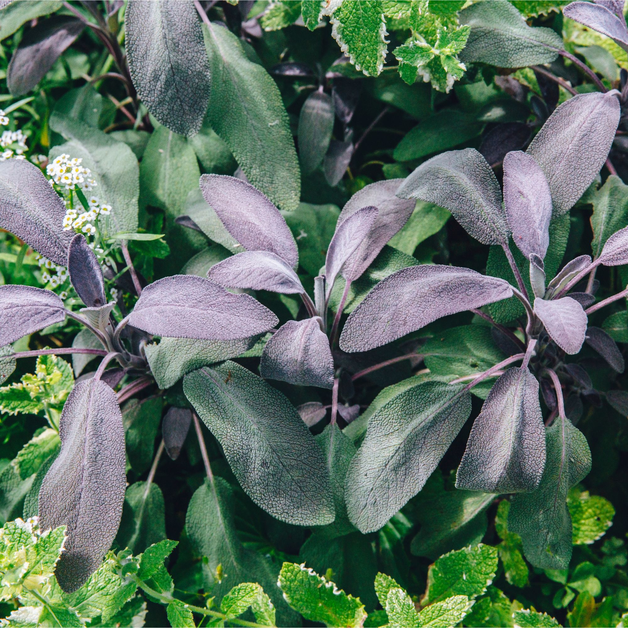 Purple sage plant growing in garden