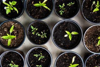 seedlings in compost