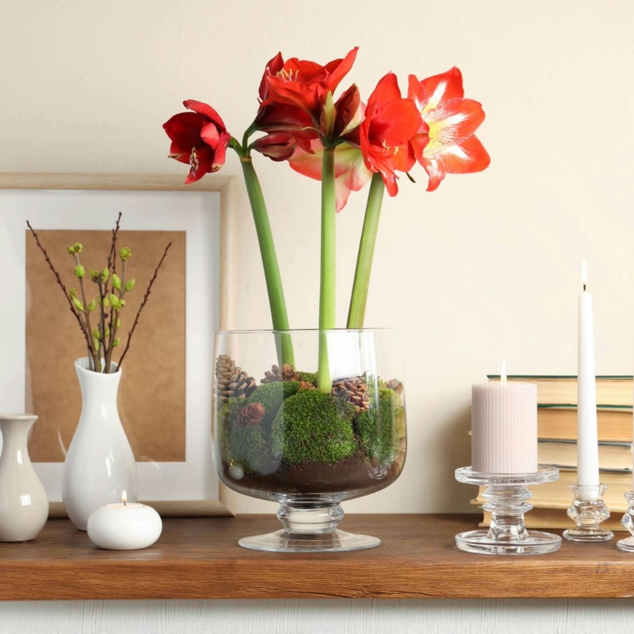 Bright red amaryllis blooms