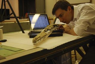 Researcher examines the skull of an extinct bird.