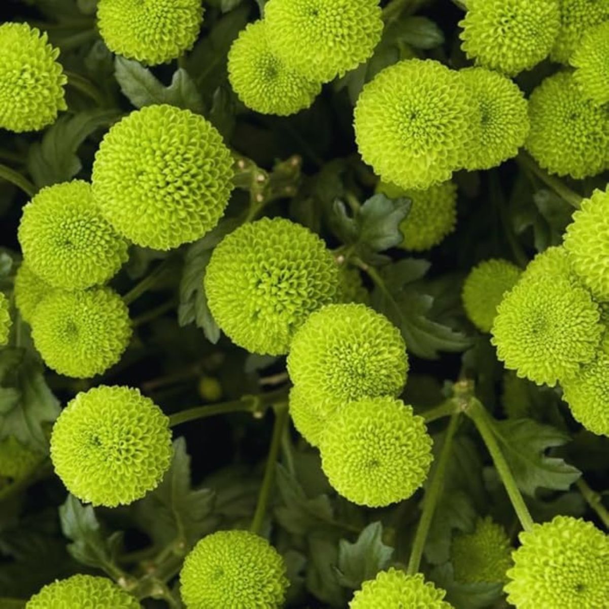 Lime green chrysanthemums
