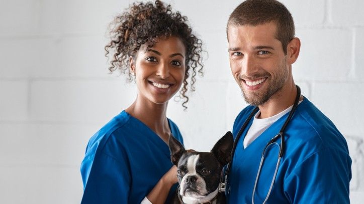 Seven reasons to get your pet insured with the best policy possible – a vet’s view