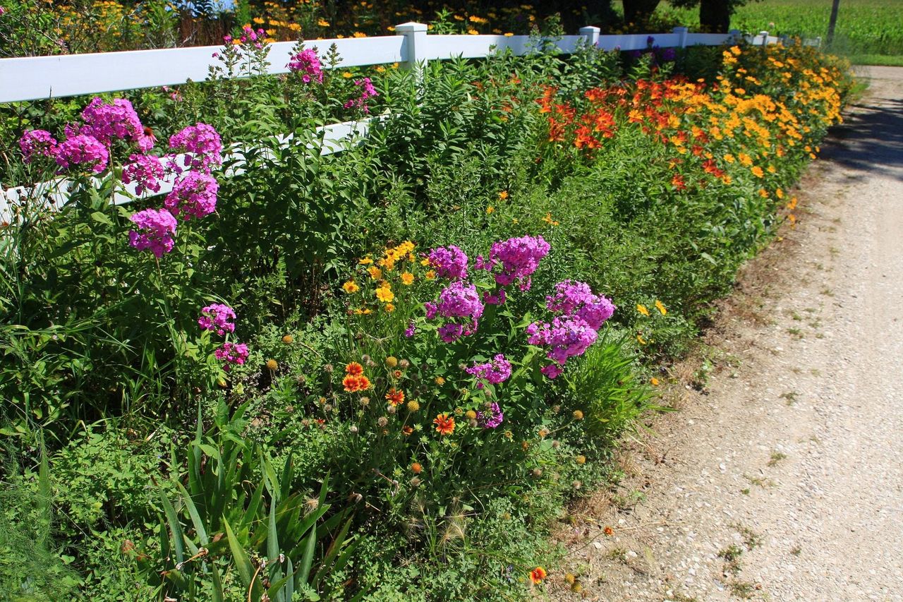 Colorful Flowers Surrounding A White Fence