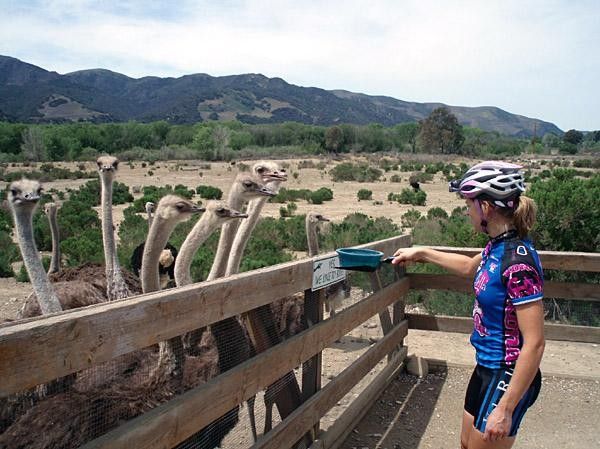 Barb Howe and the ostriches.